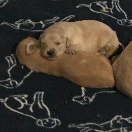 Golden Retriever Puppies from ERSA Acres Golden Retrievers...limited registration only offered