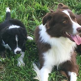Border Collies from Hatfield Border Collies