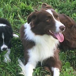 Border Collies from Hatfield Border Collies