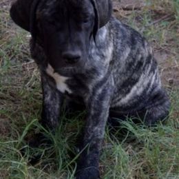 Mastiff Puppies from Lone Star Legends Mastiffs