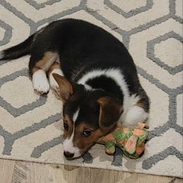 Boy 1 - Black and tan Pembroke Welsh Corgi puppy in Reidsville, North Carolina from Family Corgis NC