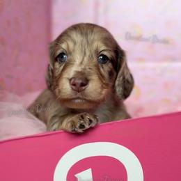 Alan - Dapple male Dachshund puppy in Chandler, Arizona from Vonaducci Doxies, LLC.