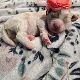 Tiana - Blenheim female Cavapoo puppy in Truckee, California from Heavenly Goldendoodles