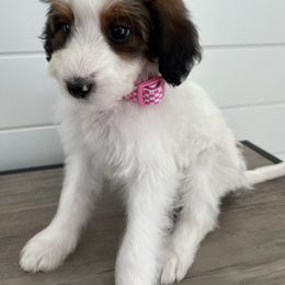 Honey - Brown and white female Bernedoodle puppy in Garrettsville, Ohio from Sunset Family Farm