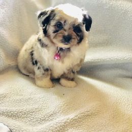 Aussiedoodle Puppies from Ohana Companions