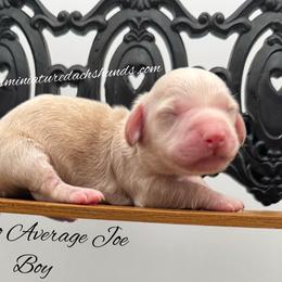 Nacho Average Joe - Cream male Dachshund puppy in Montevallo, Alabama from Mallard's Miniature Dachshunds