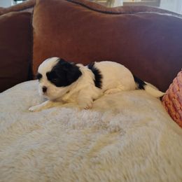 1 Billy - Black and white male Shih Tzu puppy in Grand Prairie, Texas from R&R Shih-Tzus & Stud Services