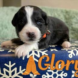 Glory - Black tri female Miniature Australian Shepherd puppy in Millington, Tennessee from Goading Glee Glade