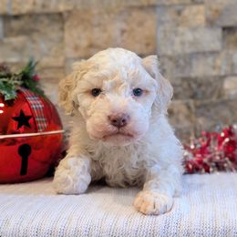 Quartz - Off-white male Lagotto Romagnolo puppy in West Jordan, Utah from Salt Lake Lagotto