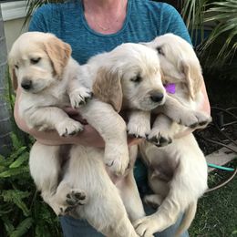 Golden Retriever Puppies from Bennett Goldens