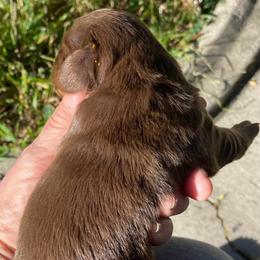 Mocha - Chocolate and tan female Dachshund puppy in Lake Mary, Florida from Lakeside Doxies