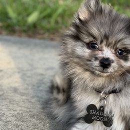 Pomeranians from Merle Paws Pomeranians