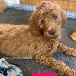 ANNIE - Pink Collar - Girl - Apricot female Goldendoodle puppy in Charlo, Montana from Heavenly Hilltop Farm