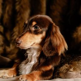 Indigo - Dachshund
