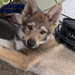 Red Collar - Gray female Czechoslovakian Vlcak puppy in Florida from DireWolf Pack