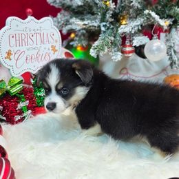 Bodacious - Black and tan male Pembroke Welsh Corgi puppy in Charleston, Arkansas from Hilltop Corgis
