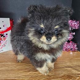 Pepper's Only Human - Black and tan male Pomeranian puppy in Plant City, Florida from Pepper's Pomeranians