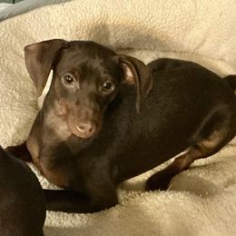 Joker - Chocolate and rust male Miniature Pinscher puppy in Michigan from FreeSpirit Miniature Pinschers