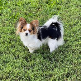 Dominique - Papillon