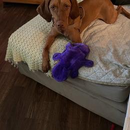 Sylvia - Golden rust female Vizsla puppy in California from True Heritage Vizsla kennel