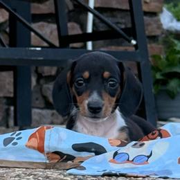 Bonnie - Black and cream female Dachshund puppy in Fort Worth, Texas from Louis' Litters