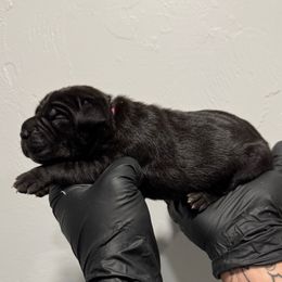 Female 1 - Black female Cane Corso puppy in Cashion, Oklahoma from APEXOK Cane Corsos LLC