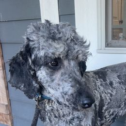 Patch - Blue merle male Aussiedoodle puppy in Lavonia, Georgia from H & A Kennels