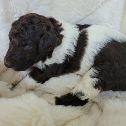 Poodle Puppies from Chapel Hill Poodles