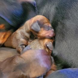 Emmitt ottertion - Dachshund puppy in Tucson, Arizona from Luna May's daschunds