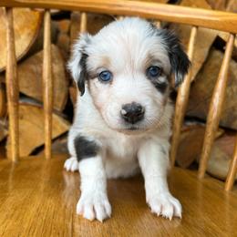 Bluey - Blue merle female Australian Shepherd puppy in Hillsboro, Oregon from A&D Australian Shepherds