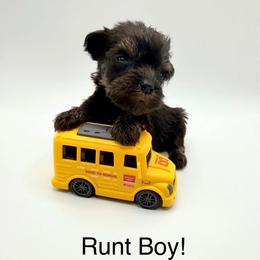 Runt- AKA Spartacus - Black and silver male Miniature Schnauzer puppy in Kansas City, Kansas from Daniel Morlan
