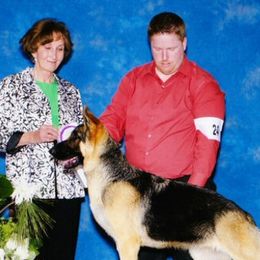 German Shepherds from DCAN's German Shepherds