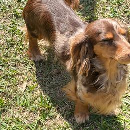 Jazzy - Chocolate and tan female Dachshund puppy in Call, Texas from Dachshund D’Amore