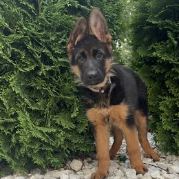 GIRL 5 WHITE - German Shepherd puppy from Von Palmore Hof