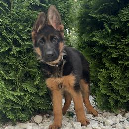 GIRL 5 WHITE - German Shepherd puppy from Von Palmore Hof