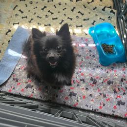 Misty - Pomeranian