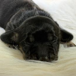 Michelle - Black and cream female Dachshund puppy in Oregon from SoCo Dachshunds