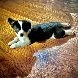 Beans - Black and white female American Corgi puppy in Los Angeles, California from Cal Beach Corgis