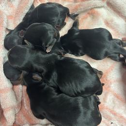 Boy 1 - Blue and gold male Yorkshire Terrier puppy in Hot Springs, Arkansas from Weslynn Kennels
