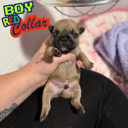 Red - Fawn male French Bulldog puppy in Plainview, Texas from The Kings Ransom French Bulldogs