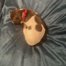 German Shorthaired Pointer and Jack Russell Terrier Puppies from Ivy Creek Kennels
