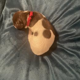German Shorthaired Pointer and Jack Russell Terrier Puppies from Ivy Creek Kennels