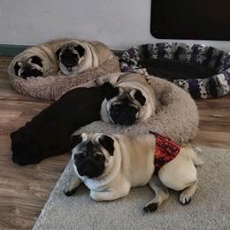 Pugs from Marcum Pugs