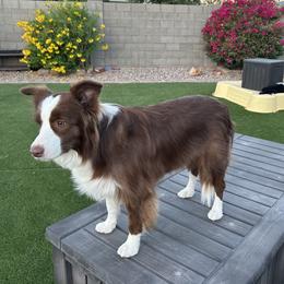 Border Collie puppies from Dragonfly BC Puppies (Champion Lineage)