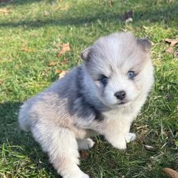 John - Merle male Pomsky puppy in Scandinavia, Wisconsin from Bonnie’s Little Fluffys