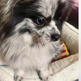 Kash - Pomeranian