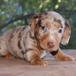 Puppy D AKC Purebred DNA Tested Parents - Dapple male Dachshund puppy in Haines City, Florida from Divine Poodle Paradise Standard Poodles & Divine Dachshunds