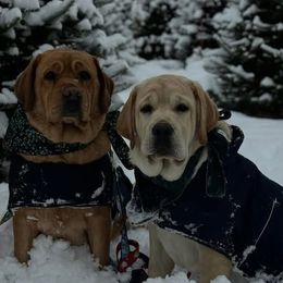 Labrador Retrievers from Skyline Hill Labradors