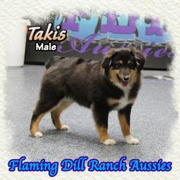 Takis - Black tri male Toy Australian Shepherd puppy in Forestburg, Texas from Flaming Dill Ranch Aussies