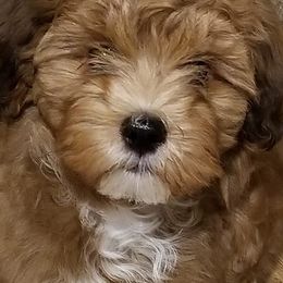 Havanese from Jerico Havanese